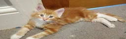 Maine Coon cats for sale: 5 Maine coon X kittens - Advert 4