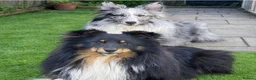 Shetland Sheepdog dogs for sale: Litter on the way 🐾 - Advert 5