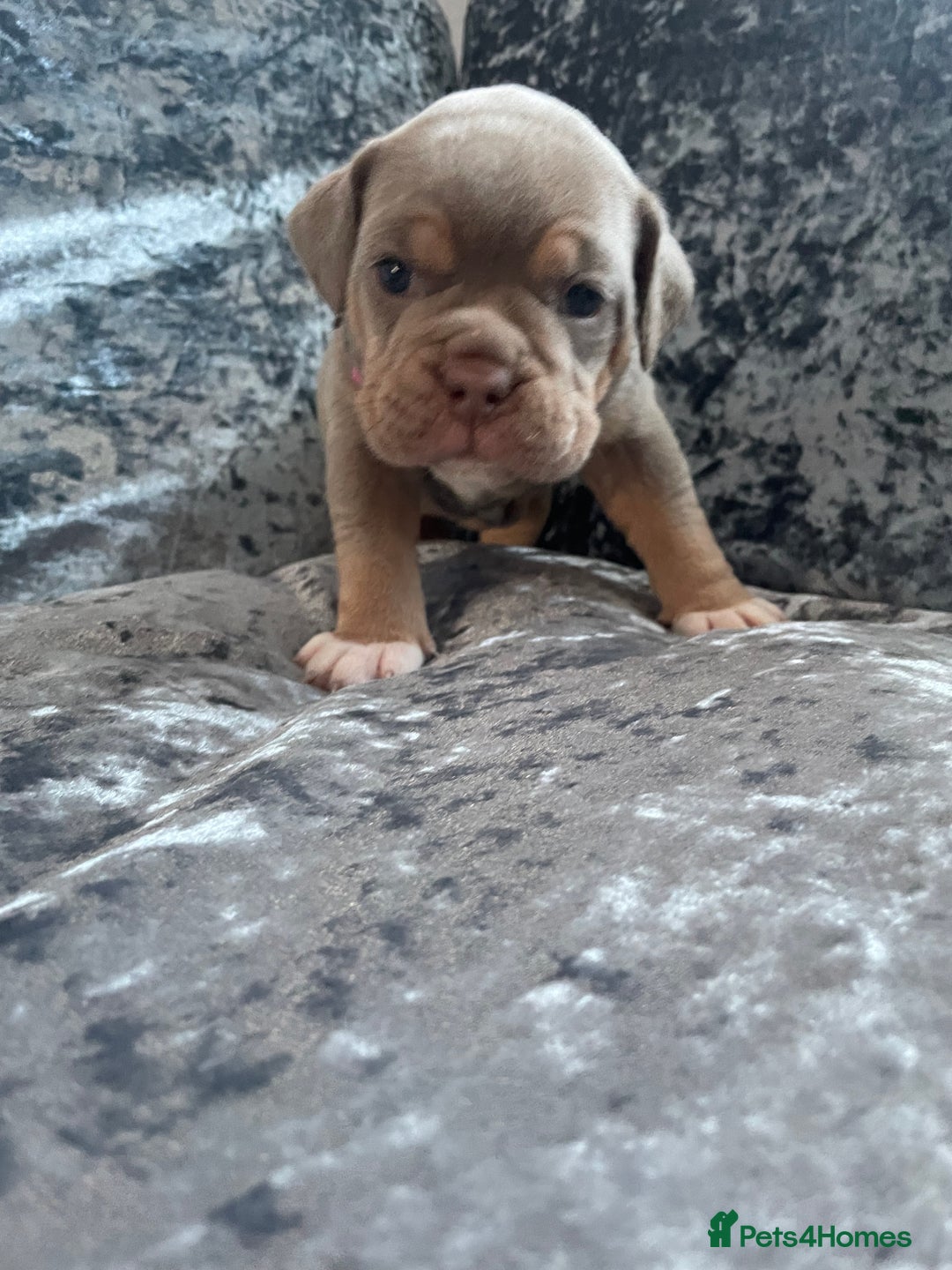 Olde English Bulldogge dogs for sale: NEBBR registered Olde English bulldogge puppies - Advert 11