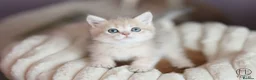 British Shorthair cats for sale: TICA Blue Golden BSH/BLH kittens looking for homes - Advert 5