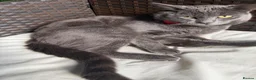 Russian Blue cats for sale: Beautiful Russian Blue Cat Looking for a New Home - Advert 4