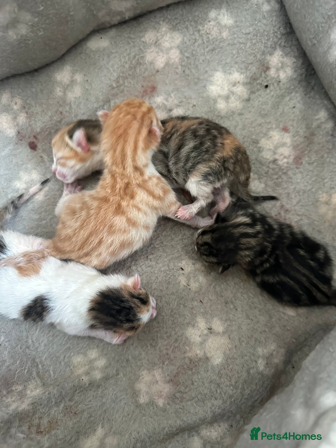 Mixed Breed cats for sale: Beautiful kittens  - Image 4