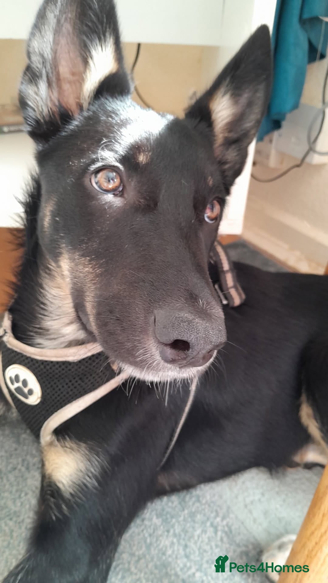 Mixed Breed dogs for sale: Mixed breed male puppy - Image 1