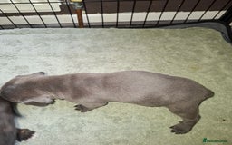 Mixed Breed dogs for sale: Stunning cane corso cross pups - Image 7