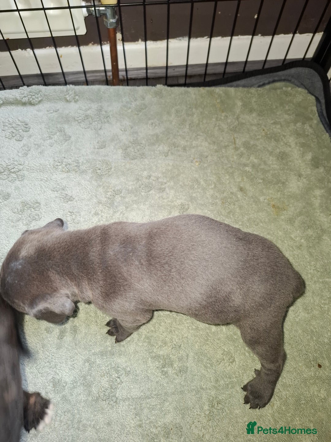 Mixed Breed dogs for sale: Stunning cane corso cross pups - Image 7