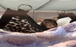 Rat rodents for sale: Two male rats - Image 1