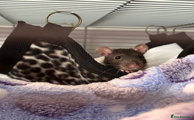 Rat rodents - Advert 9