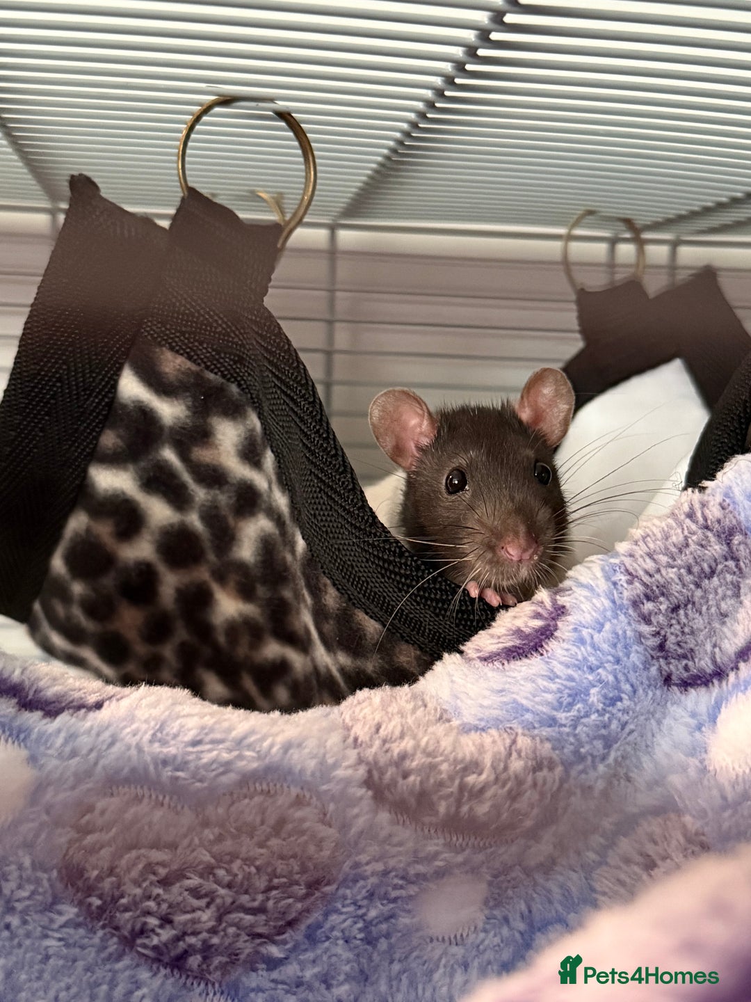 Rat rodents for sale: Two male rats - Image 1