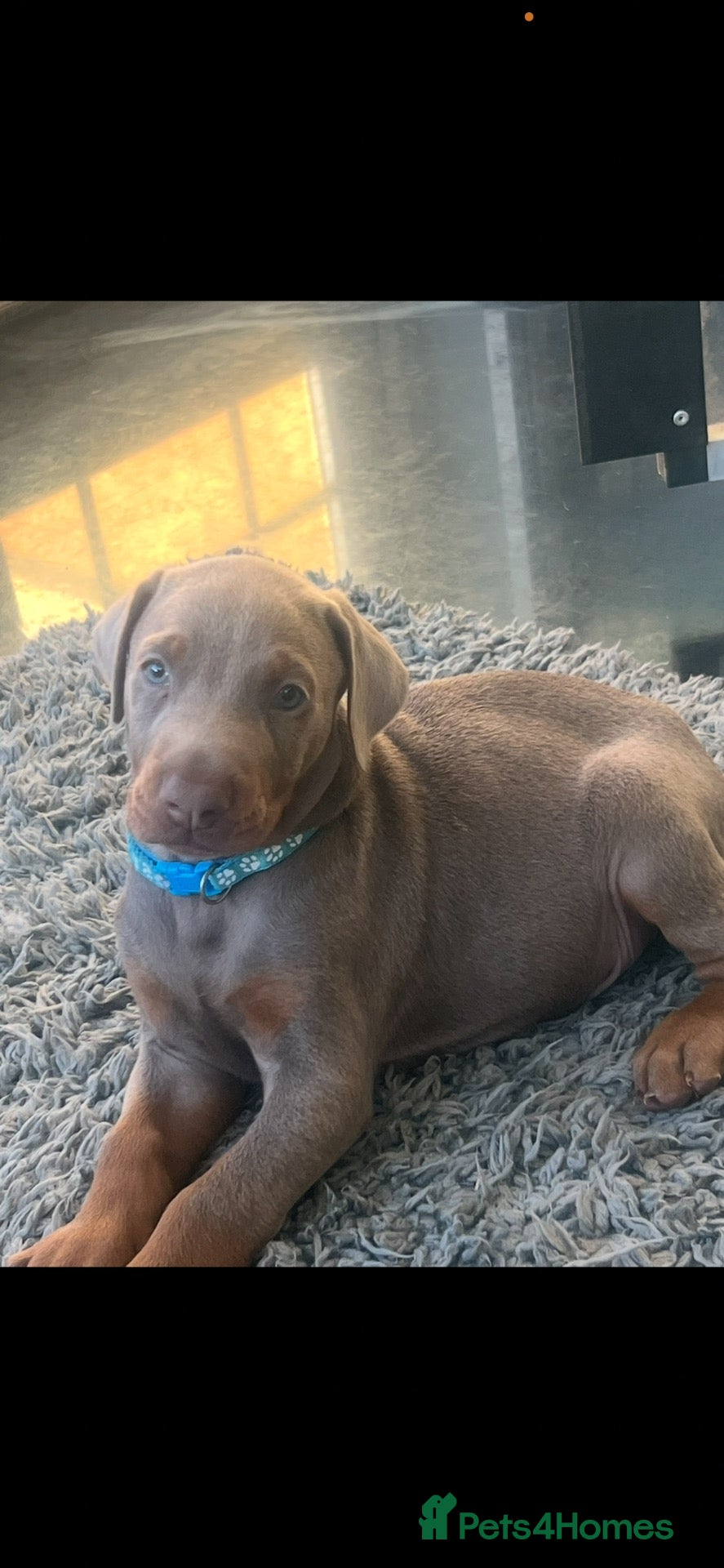 Dobermann dogs OUTSTANDING ISOBELLA DOBERMANN PUPPY  - Advert 1