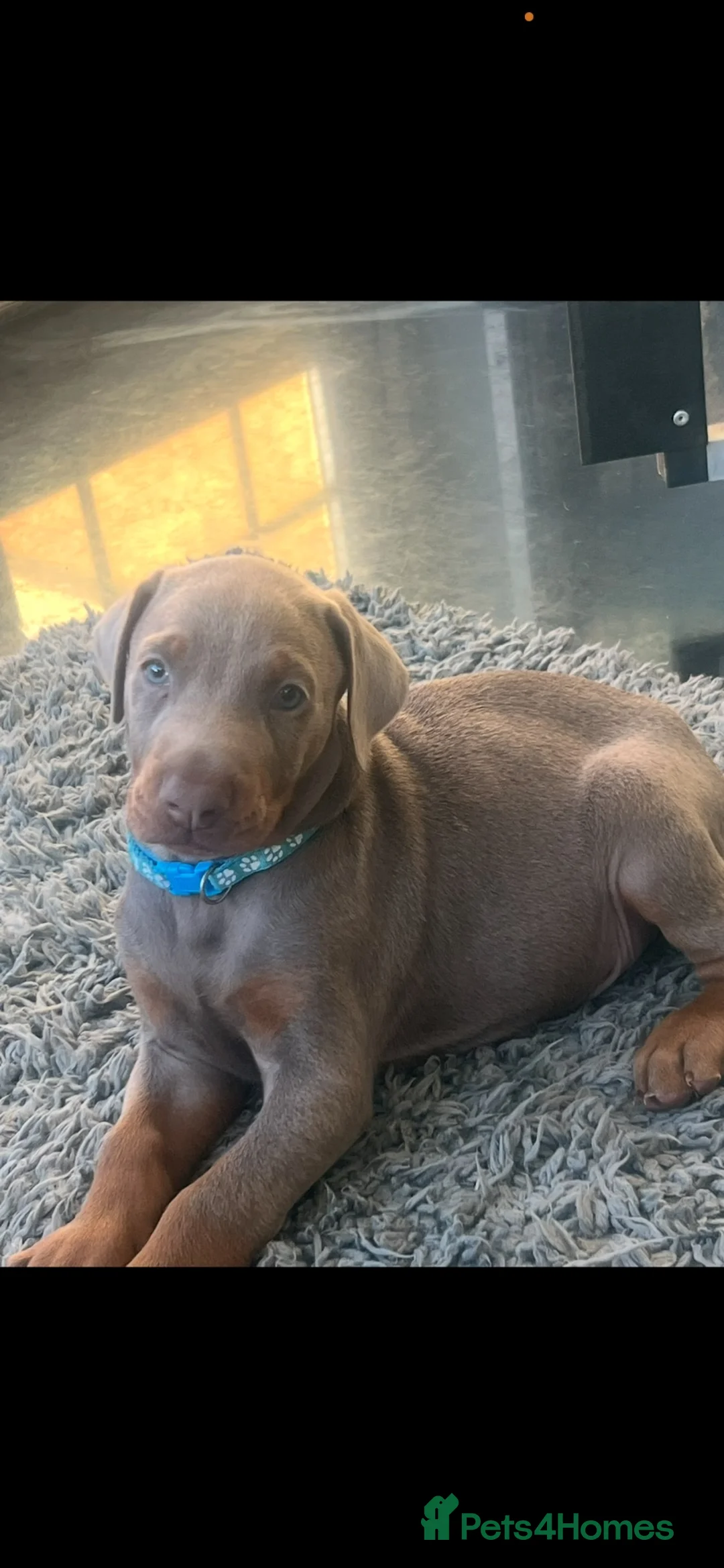 Dobermann dogs for sale: OUTSTANDING ISOBELLA DOBERMANN PUPPY  - Advert 1