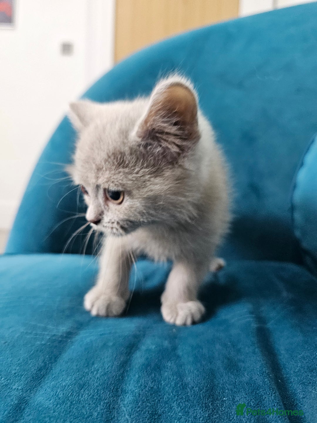 British Shorthair cats for sale: Beautiful British Shorthair in Bromley - Image 11