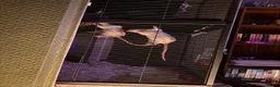 Rat rodents for sale: 2 rats - brown&white - Advert 2