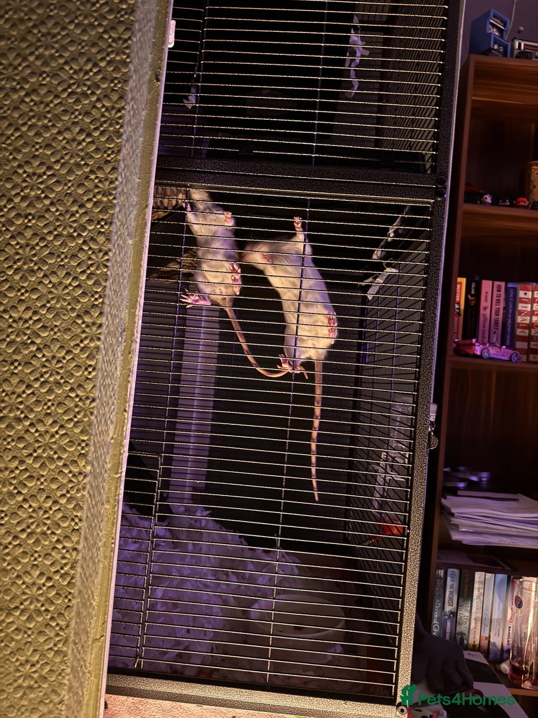Rat rodents for sale: 2 rats - brown&white - Advert 2
