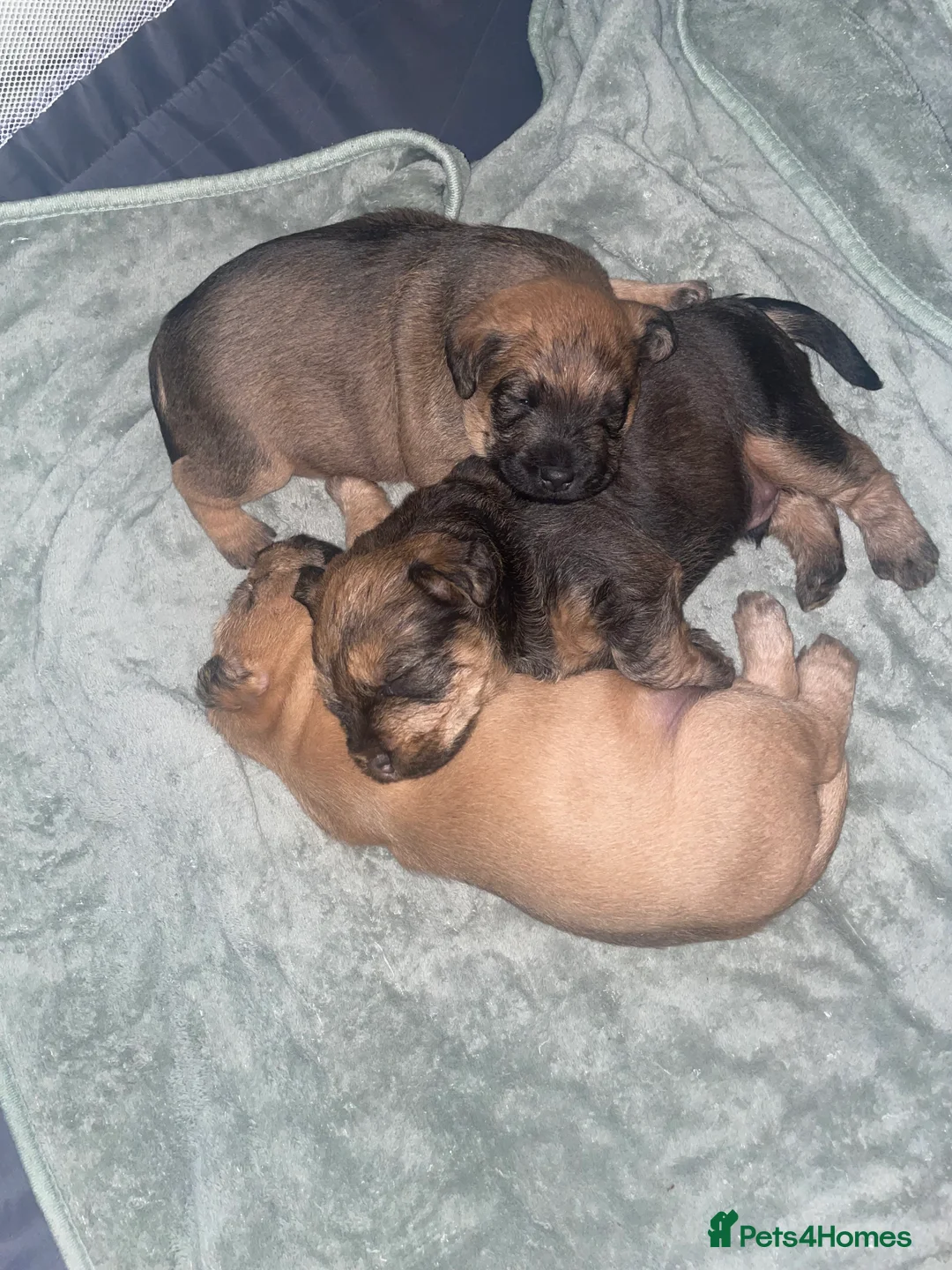 Mixed Breed dogs for sale: Wheaten x Lakeland terriers  - Advert 1