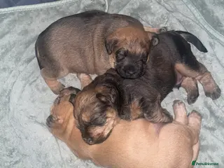 Mixed Breed dogs Wheaten x Lakeland terriers - Advert 1