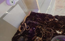 Garter Snake reptiles for sale: Group of Garter Snakes - Image 6