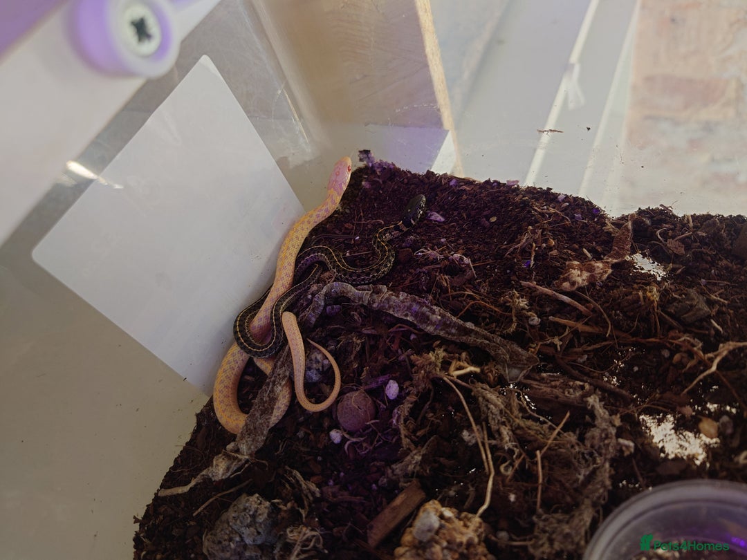 Garter Snake reptiles for sale: Group of Garter Snakes - Image 6