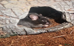 Mouse rodents for sale: All Black Male Mouse FREE TO GOOD HOME - Advert 1