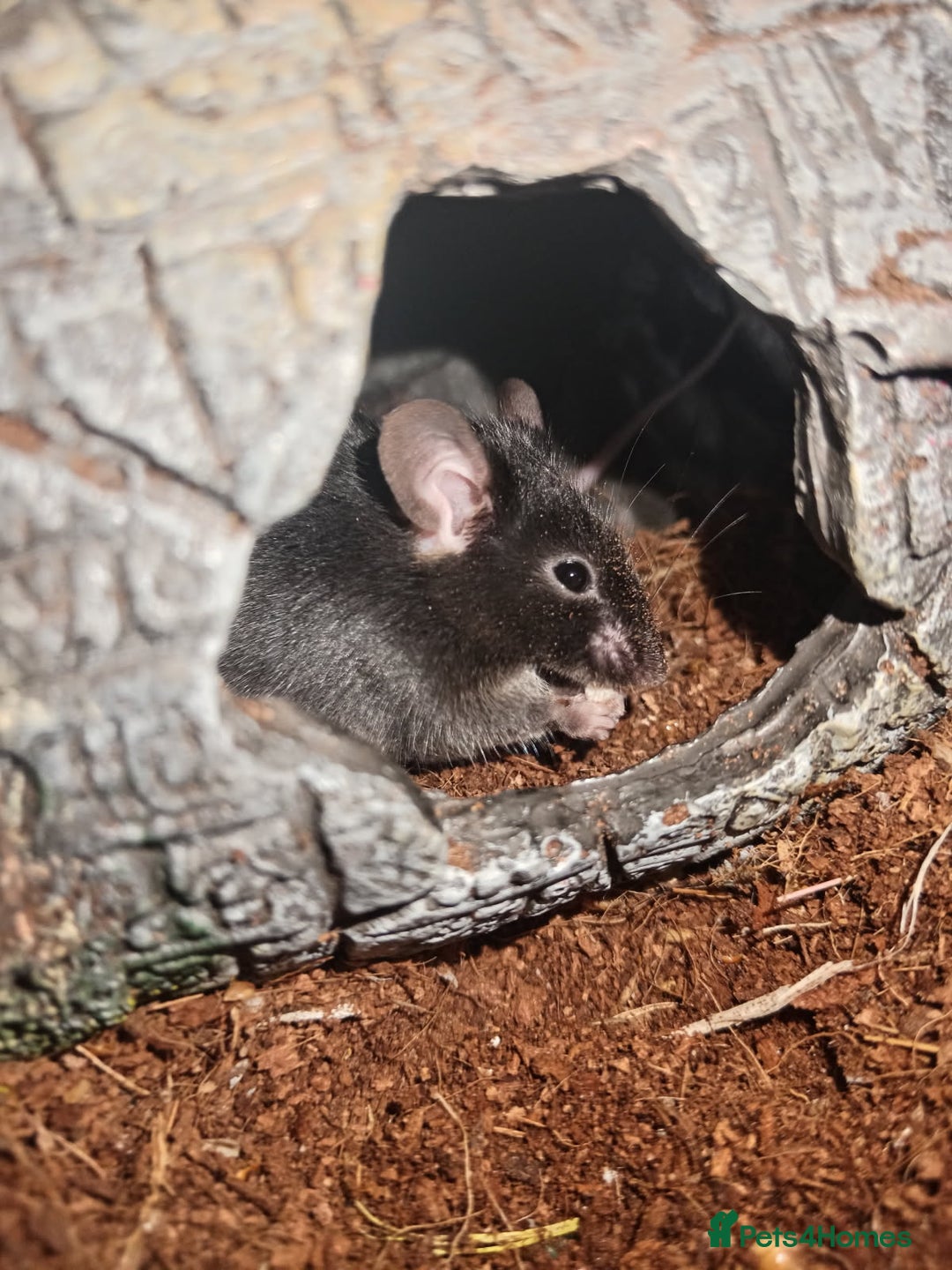 Mouse rodents for sale: All Black Male Mouse FREE TO GOOD HOME - Advert 1