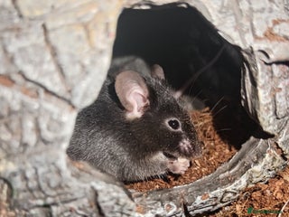 Mouse rodents All Black Male Mouse FREE TO GOOD HOME - Advert 1