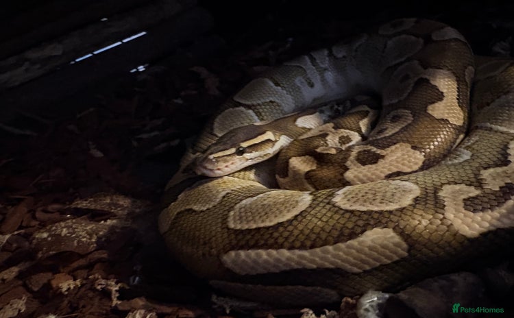 Snake reptiles - Advert 8