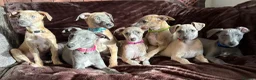 Whippet dogs for sale: Beautiful KC Registered Whippets  - Advert 7