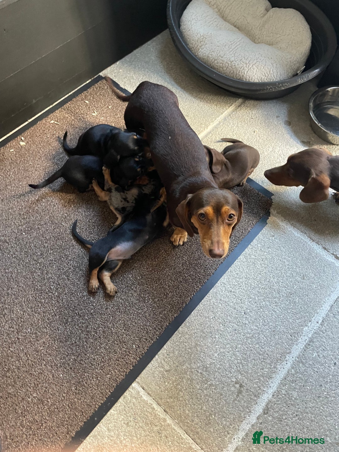 Miniature Dachshund dogs for sale: Miniature dachshund - Image 6