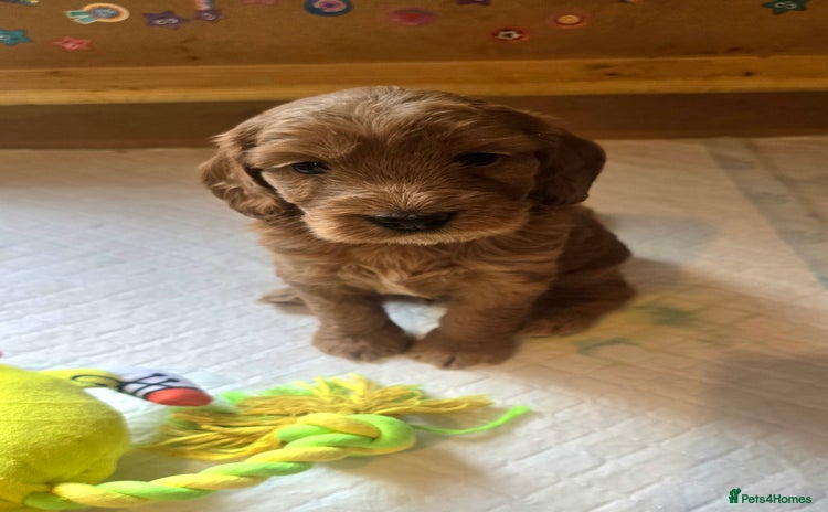 Cockapoo dogs - Advert 4