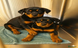 Rottweiler dogs for sale: Rottweiler Puppies for Sale – Loving Homes ! - Image 1