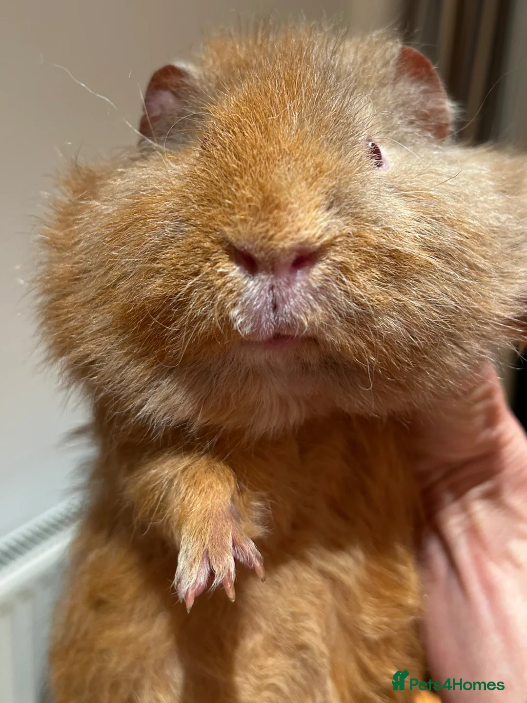 Guinea Pig rodents for sale: Lovely Teddy Rex ginger male guinea pig 5 months in Aylesbury - Advert 1