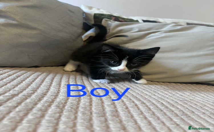Domestic Shorthair cats - Advert 5