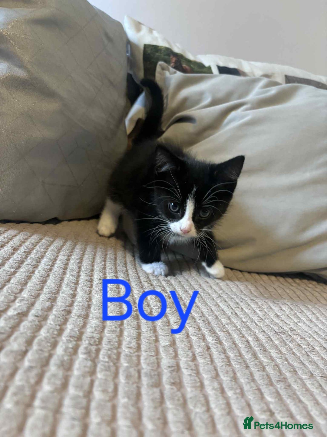 Domestic Shorthair cats for sale: Black and white tuxedo kittens - Image 1