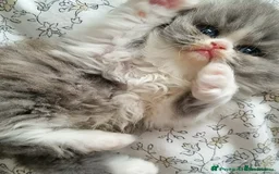 Persian cats for sale: Beautiful blue persian babies - Image 18