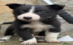 Border Collie dogs for sale: 3 gorgeous border collie puppies  - Image 5