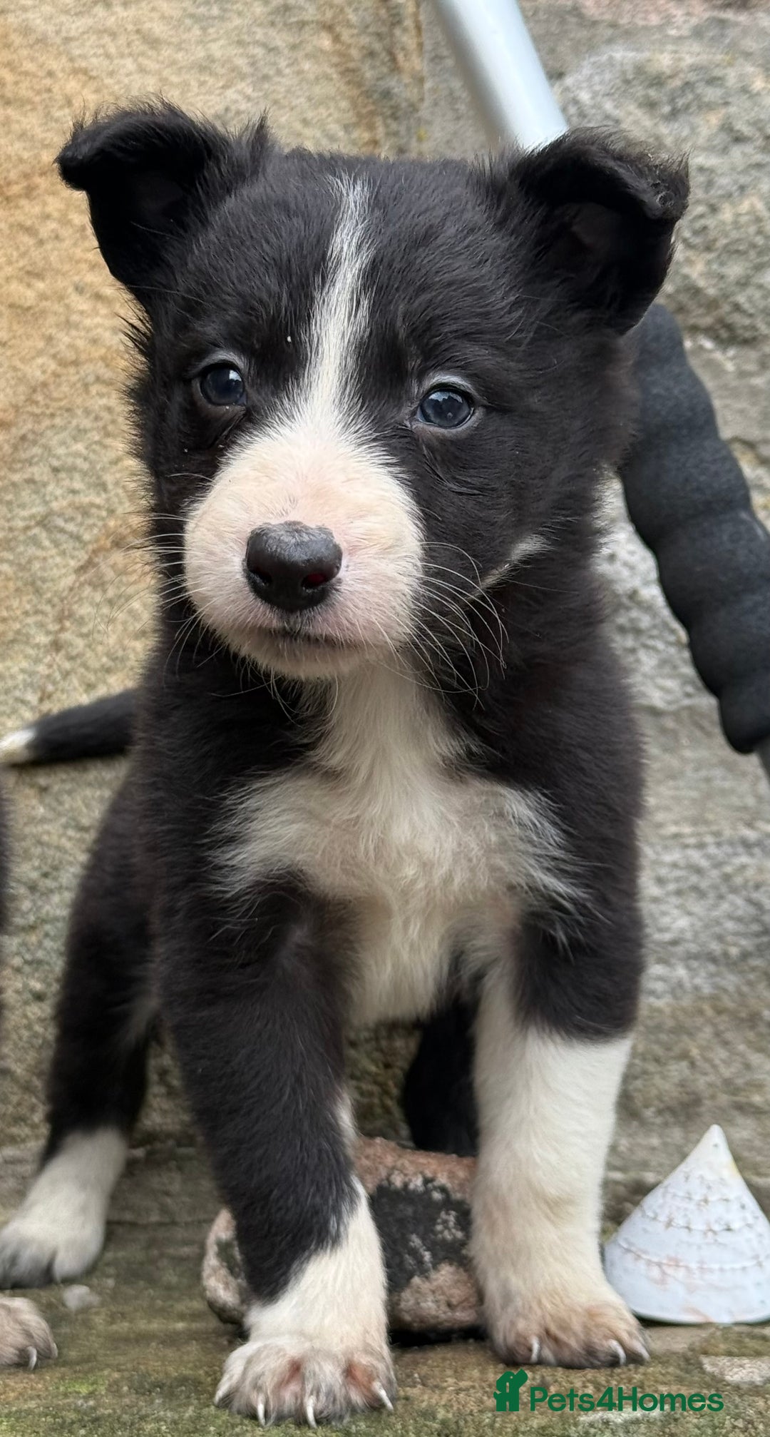 Border Collie dogs for sale: 3 gorgeous border collie puppies  - Image 5