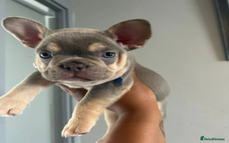 French Bulldog dogs for sale: Beautiful French Bulldog Puppies - READY NOW !! - Image 1