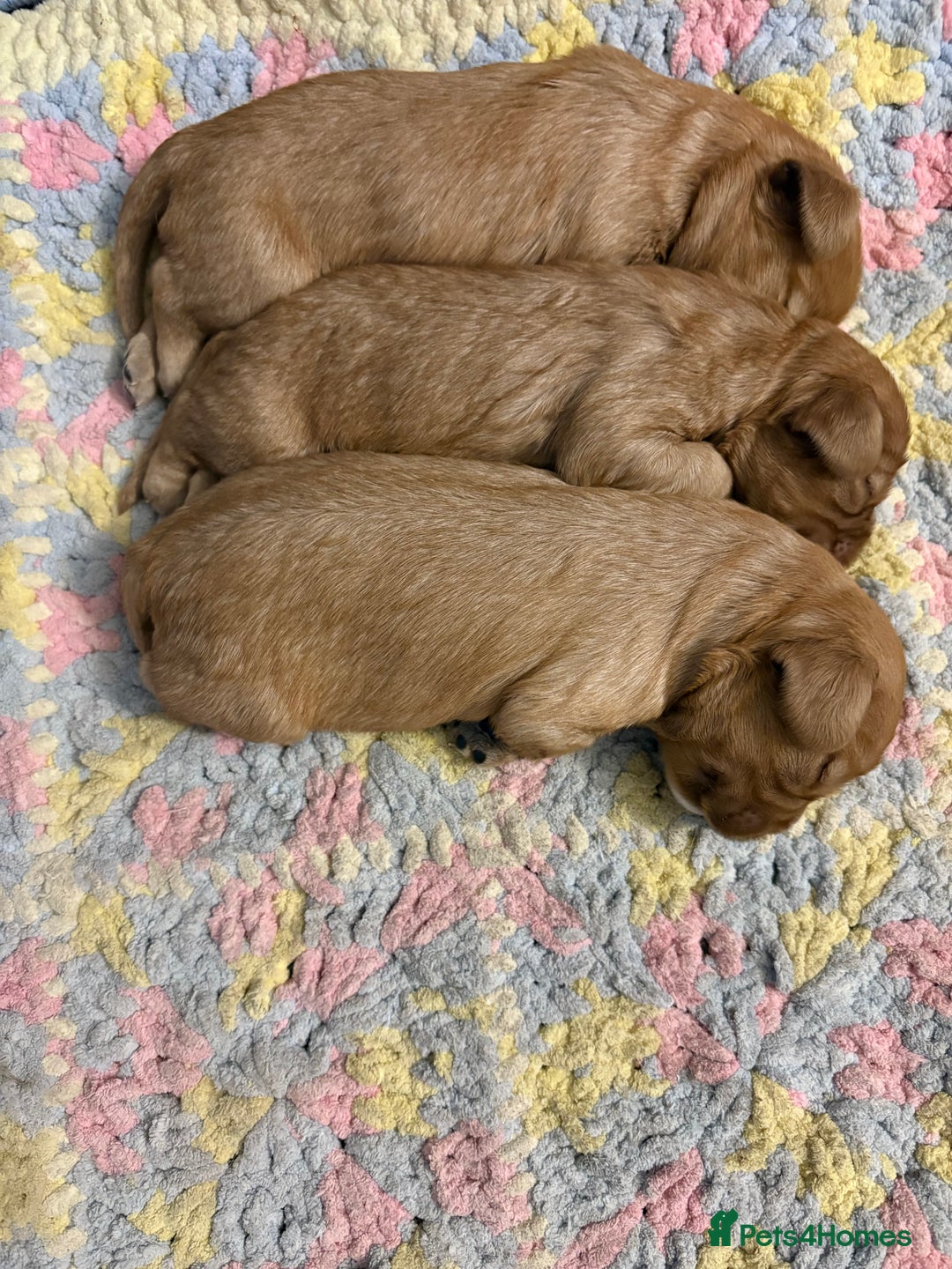 Cavalier King Charles Spaniel dogs for sale: Cavalier King Charles spaniels  - Image 6