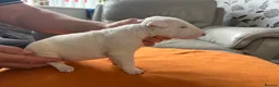 English Bull Terrier dogs for sale: beautiful KC registered bull terrier pups - Advert 4