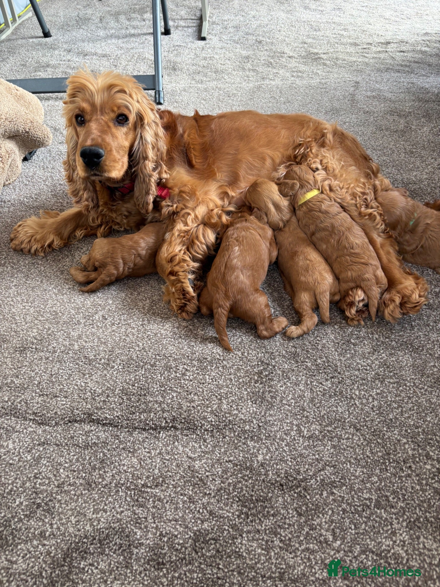 Cockapoo dogs F1 Fox Red Toy Cockapoo - Advert 8