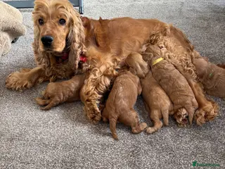 Cockapoo dogs F1 Fox Red Cockapoo - Advert 2