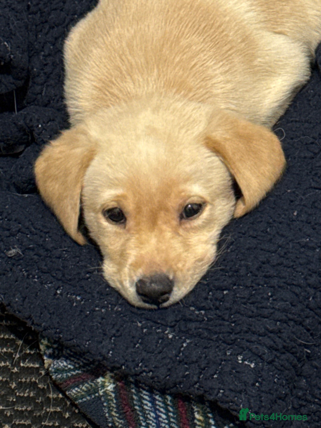 Labrador Retriever dogs for sale: 9 week old Labrador Puppies, - Advert 20