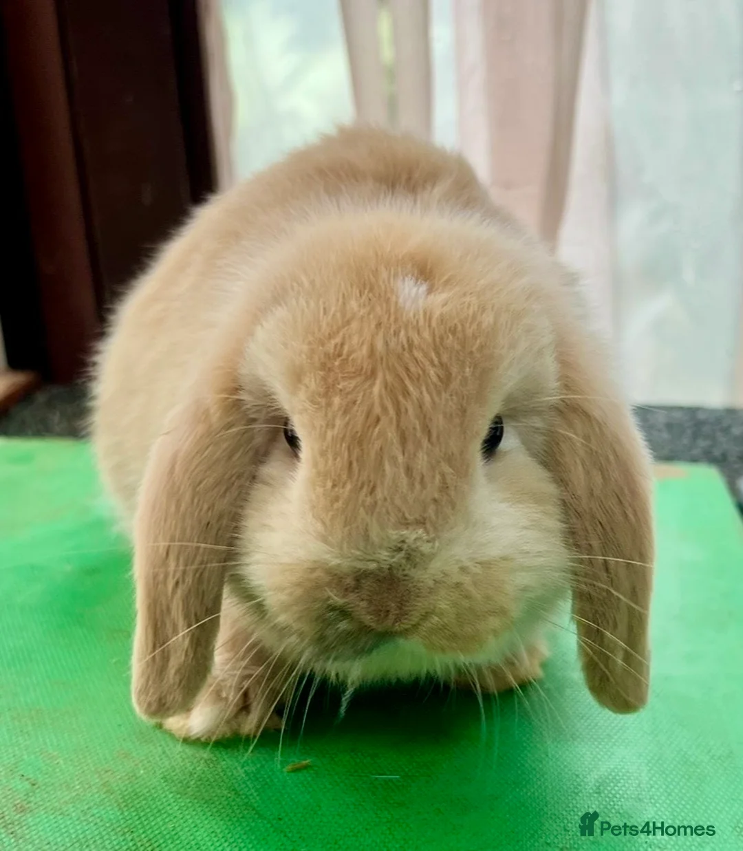 Mini Lop rabbits for sale: Beautiful coloured Mini Lops - Advert 4