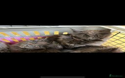 Maine Coon cats for sale: Beautiful Maine coon kittens - Image 30