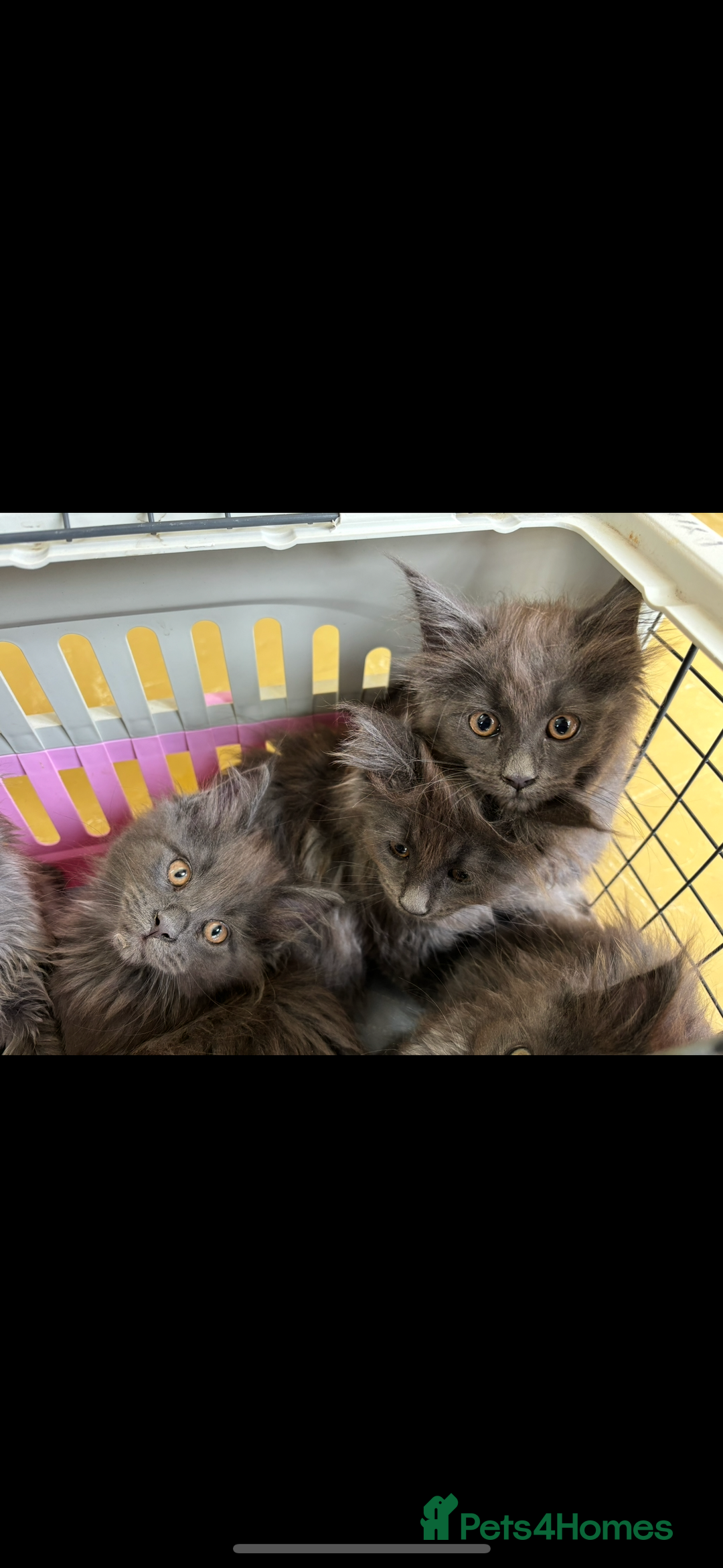 Maine Coon cats for sale: Beautiful Maine coon kittens - Image 30