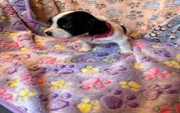 Cocker Spaniel dogs for sale: COCKER SPANIEL LITTER OF 9 IN SCARBOROUGH  - Image 20