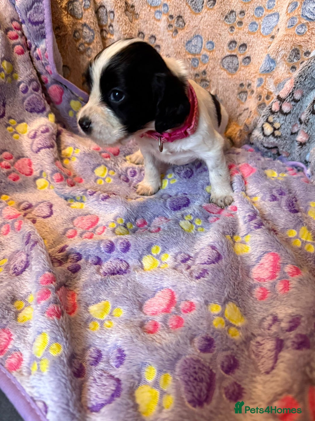 Cocker Spaniel dogs for sale: COCKER SPANIEL LITTER OF 9 IN SCARBOROUGH  - Image 20