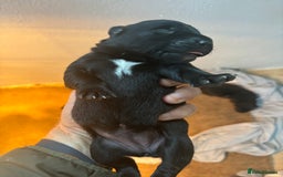 Borador dogs for sale: Labrador X Collie pups - Image 8