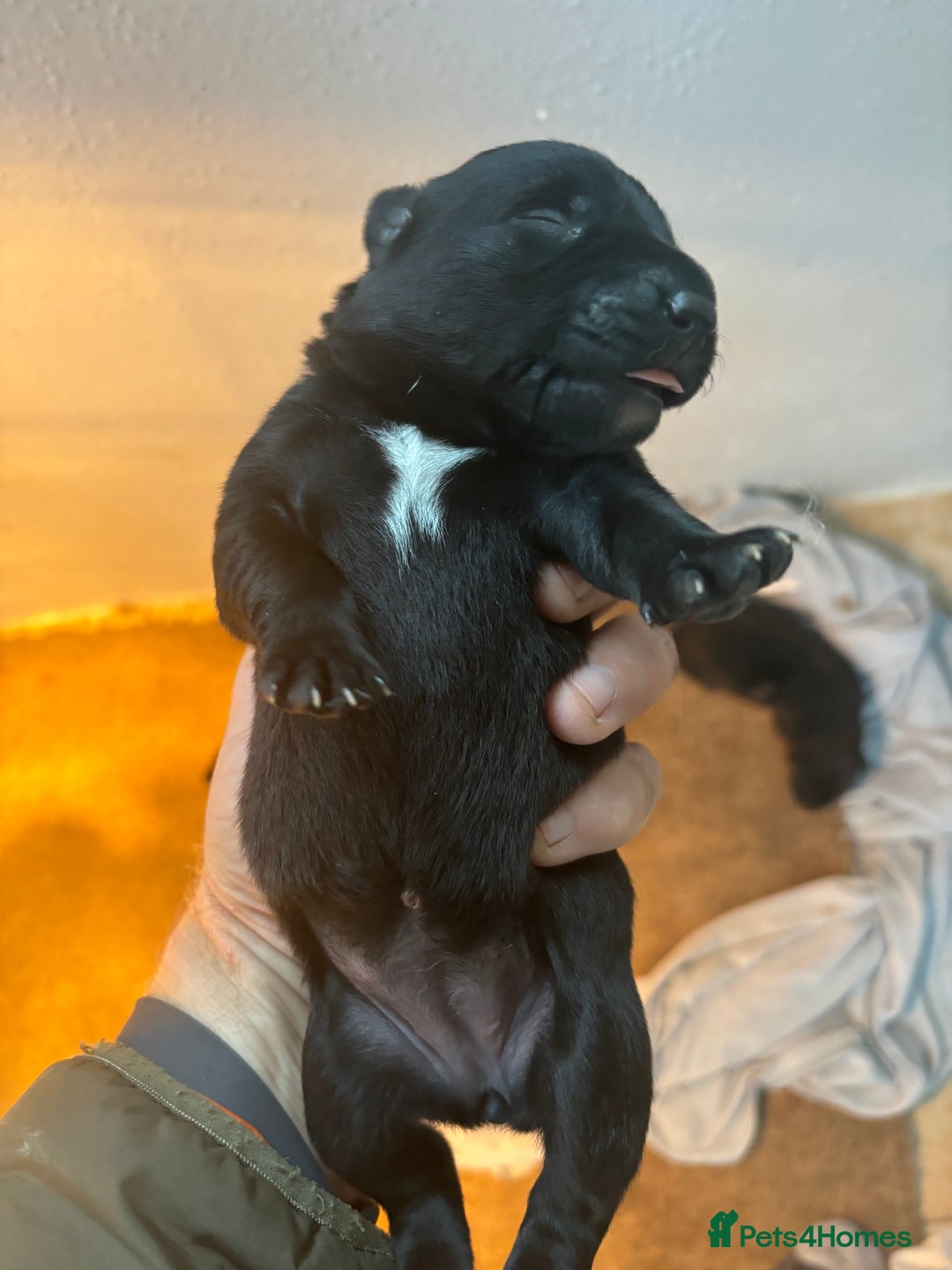 Borador dogs for sale: Labrador X Collie pups - Image 8