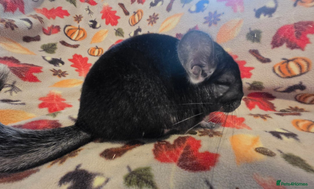 Chinchilla rodents for sale: Black pearl Carriers - Image 10