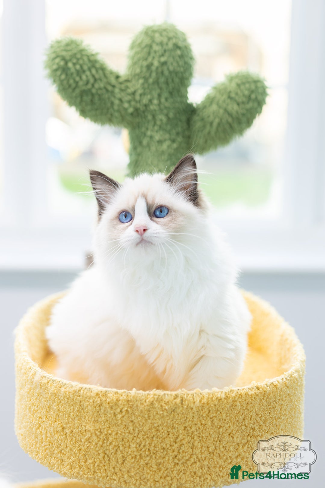 Ragdoll cats for sale: Ragdoll Bicolor Kitten Girl LSCB TICA - Advert 1
